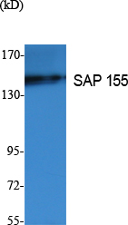 SAP 155 Polyclonal Antibody