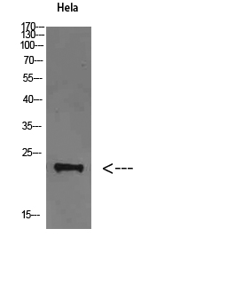 FAM3D Polyclonal Antibody