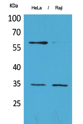 CD32 Polyclonal Antibody