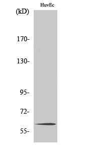 TCF-4/12 Polyclonal Antibody