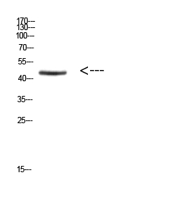 Ini1 Polyclonal Antibody