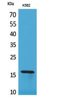 CRBP II Polyclonal Antibody