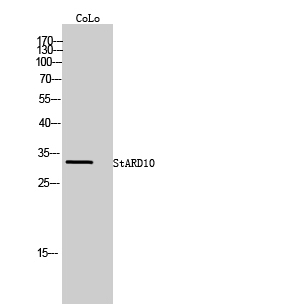 StARD10 Polyclonal Antibody