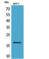 Histone H3 Polyclonal Antibody