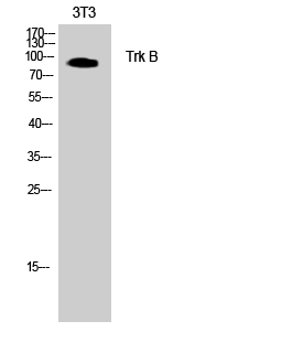 Trk B Polyclonal Antibody