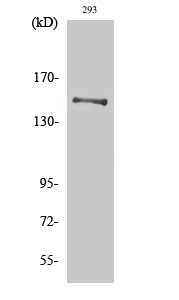 YEATS2 Polyclonal Antibody