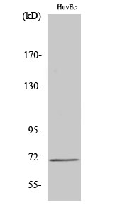 SLC6A8 Polyclonal Antibody