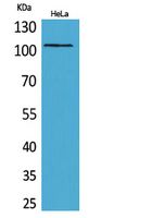 MCM6 Polyclonal Antibody