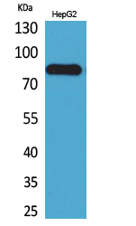 CD248 Polyclonal Antibody