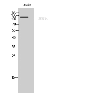 SFRS14 Polyclonal Antibody