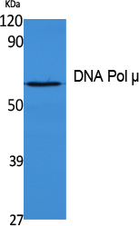 DNA Pol μ Polyclonal Antibody