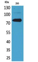 Btk Polyclonal Antibody