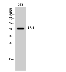 SR-4 Polyclonal Antibody