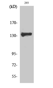 ZBTB40 Polyclonal Antibody