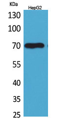 Glypican-3 Polyclonal Antibody