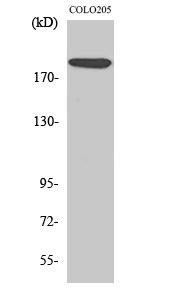 TRAP220 Polyclonal Antibody