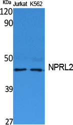 NPRL2 Polyclonal Antibody