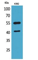 IL-2Rγ Polyclonal Antibody