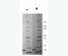 Recombinant Human Malate Dehydrogenase, Cytoplasmic/MDH1