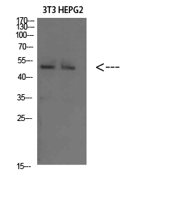 Factor IX Polyclonal Antibody