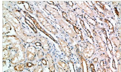 CD297 Polyclonal Antibody