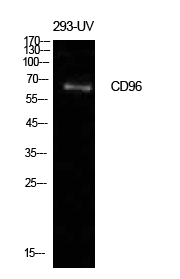 CD96 Polyclonal Antibody