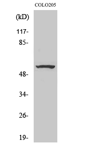 ZNF682 Polyclonal Antibody