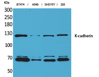 K-cadherin Polyclonal Antibody