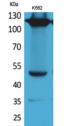 Integrin α4 Polyclonal Antibody