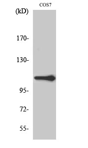 XRN2 Polyclonal Antibody