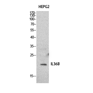 IL-1F8 Polyclonal Antibody