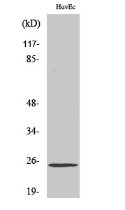 TCEAL6 Polyclonal Antibody