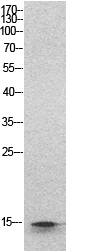 Histone H2B Polyclonal Antibody