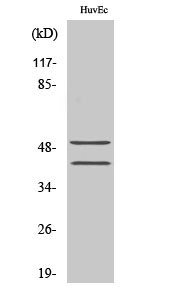 TCF-1 Polyclonal Antibody