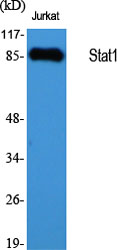 Stat1 Polyclonal Antibody