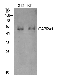 GABAA Rα1 Polyclonal Antibody