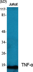 TNF-α Polyclonal Antibody