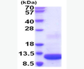 Recombinant Human EIF1A, X-Chromosomal/EIF1AX