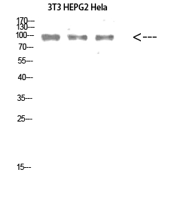 Caldesmon Polyclonal Antibody