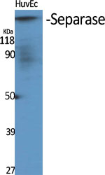 Separase Polyclonal Antibody