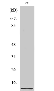 Urotensin II Polyclonal Antibody