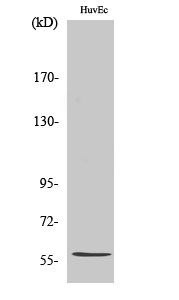 β-1,3-Gal-TL Polyclonal Antibody