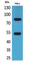 IFN-γRα Polyclonal Antibody