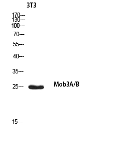 Mob3A/B Polyclonal Antibody