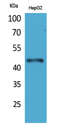 HoxD3 Polyclonal Antibody