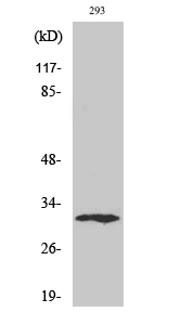 XRCC2 Polyclonal Antibody