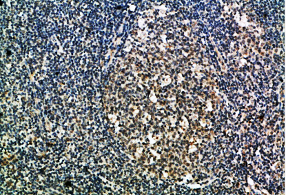 Integrin αX Polyclonal Antibody