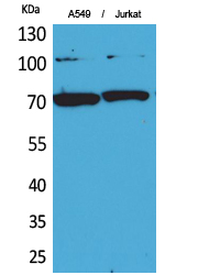 Ku-70 Polyclonal Antibody