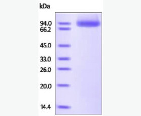 Recombinant Mouse B7-H4