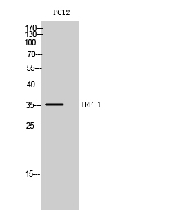 IRF-1 Polyclonal Antibody